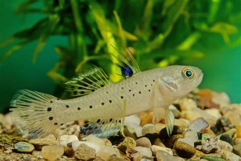  Goby, un pez de agua dulce que también puede respirar aire