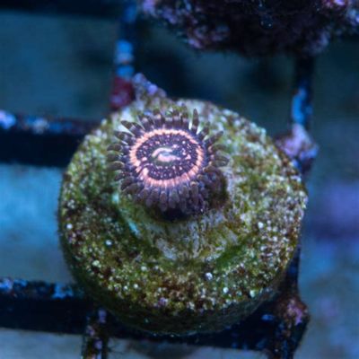  Imperator Zoanthid: ¡Descubre Este Polvo de Estrellas Brilladores En Las Profundidades!