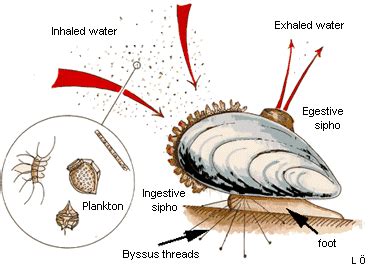  Ostrea: ¿Un molusco bivalvo que filtra agua y decora platos de mariscos?