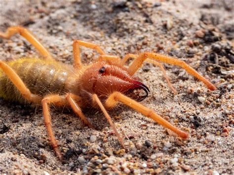  Camel Spider Una Mirada al Mundo Intrigante de este Arácnido Veloz