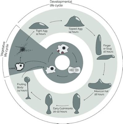  Dictyostelium Discoideum: Un Microorganismo Con Una Vida Social Compleja que Te Sorprenderá!