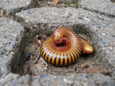  Diplopoda: ¡Un Mundo Subterráneo de Anillos Brilladores!