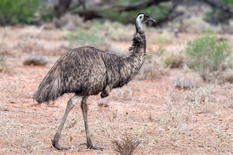  El Emu: Un Gigante Sin Alas Que Puede Correr Más Rápido que un Caballo ¡Imagínate una Ave de Más de Dos Metros de Alto y que Corre como el Viento!