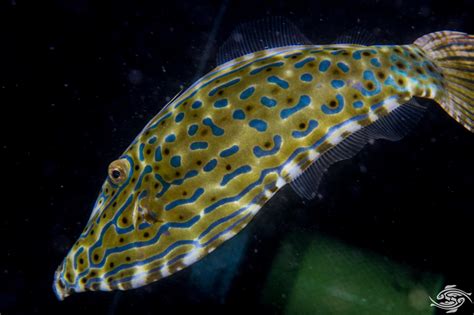  Filefish: Una criatura marina fascinante que combina la elegancia de una bailarina con la tenacidad de un ancla!