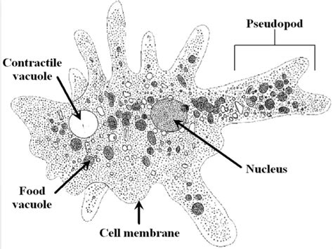  Granulomonas! Un Microorganismo Amoebozoario Con un Talento Sorprendente