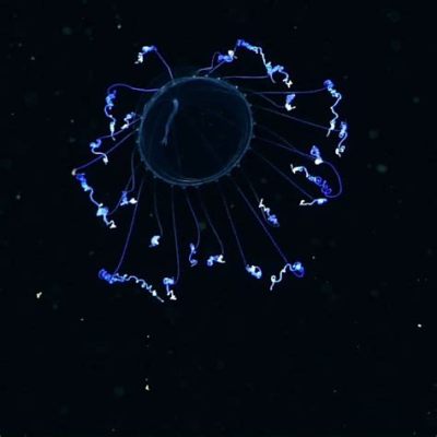 Jingle Jelly: Discover This Tiny Predator Lurking Beneath the Waves With Tentacles Like Delicate Threads!