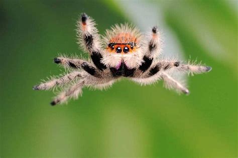  Jumping Spiders: Discover These Tiny Hunters With Eight Legs And An Impressive Vision!