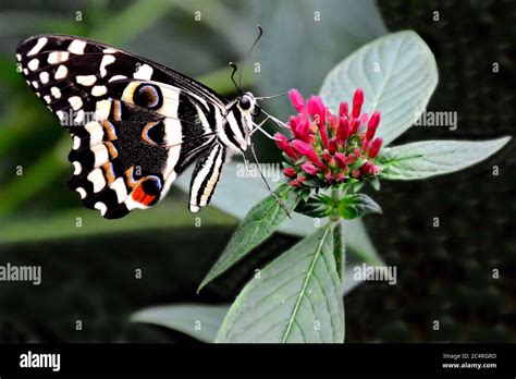  Junonia! Una Mariposa Exótica Con Alas De Un Arco Iris Brillante