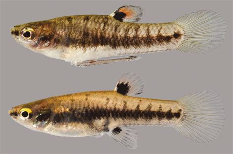  Killifish: ¡Un pez diminuto que desafía las reglas de la biología acuática!