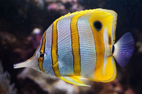  Kingston Butterflyfish: ¡Un Maestro del Arrecife con Escamas Iridiscentes y una Curiosa Dieta!