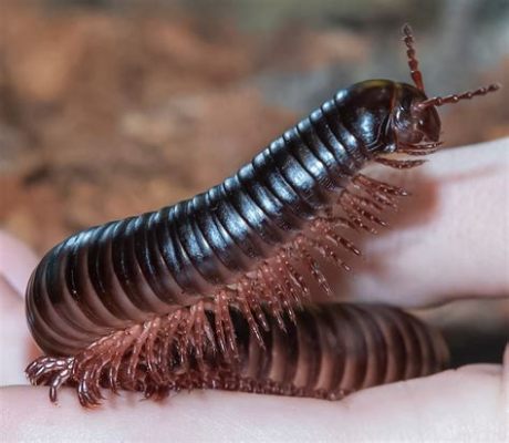  Millipede: ¡Descubre los Misterios de una Criatura con Miles de Patas!