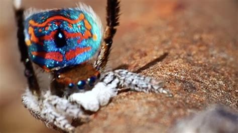  Tarántula: ¡Una araña velluda con una dieta sorprendente y un baile de cortejo único!