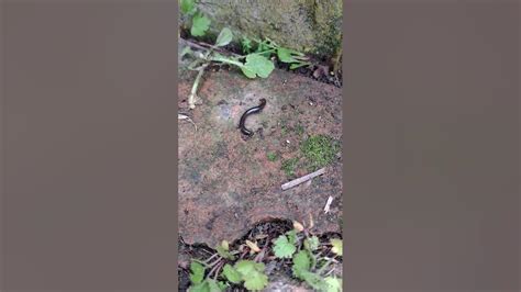  The Thousand-Legged Wonder:  Discovering the Unusually Charismatic Traits of the Theatrical Trapdoor Millipede!