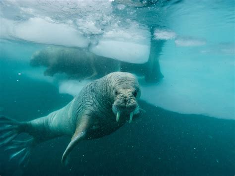  Walrus: Una criatura marina que combina la elegancia del ballet con la fuerza de un luchador profesional