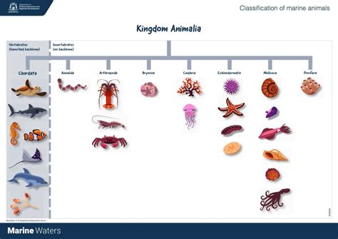  Xenacoelomorpha: ¡Una criatura diminuta que desafía la clasificación tradicional! 