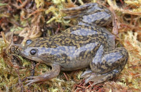  Xenopoblatón: Un Anfibio Escarceado con Hábitos Nocturnos Misteriosos