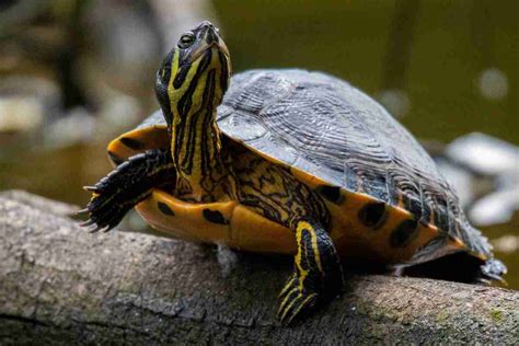  Yellow-bellied Slider:  A Reptile With Scales That Glisten Like Sunlight And A Shell Perfect For Camouflage!